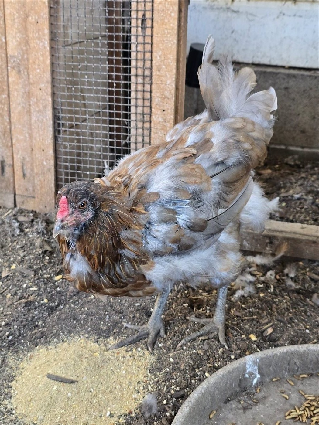 Goldie molting